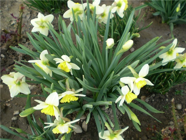 narcisi